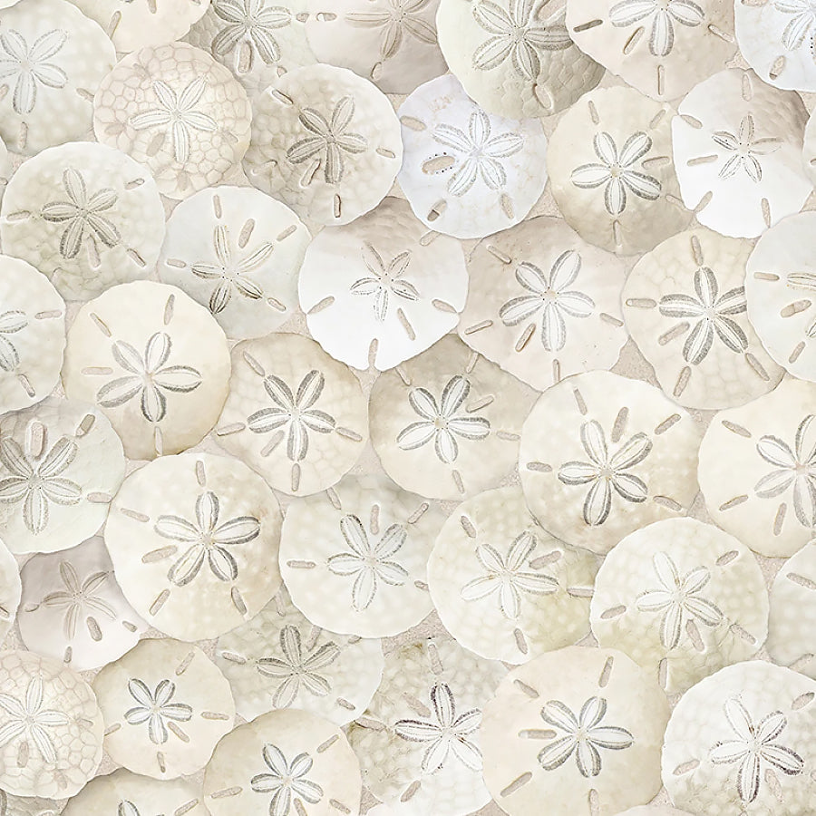 Water's Edge Sand Dollars Sand